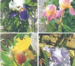L'iris symbole des bonnes nouvelles