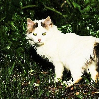 En vert et contre tout