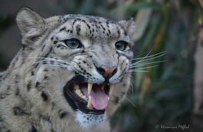 La Ménagerie, le zoo du jardin des Plantes : Panthère des neiges