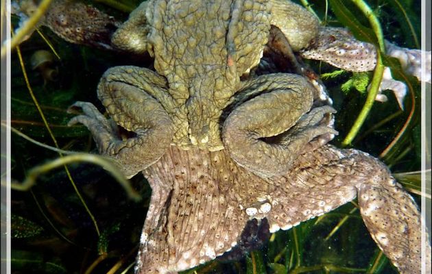 La ponte sous forme de double cordon de Madame Crapaud commun (Bufo bufo) - Lartigau - Milhas - 31