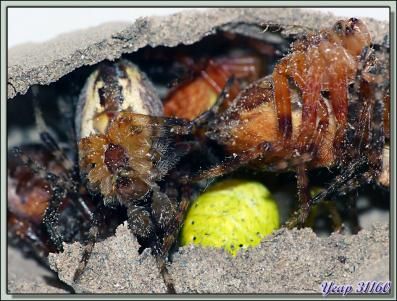 La saga de la Pélopée courbée (Sceliphron curvatum), guêpe chasseuse d'araignées (partie 2) - Verdun-sur-Ariège - 09
