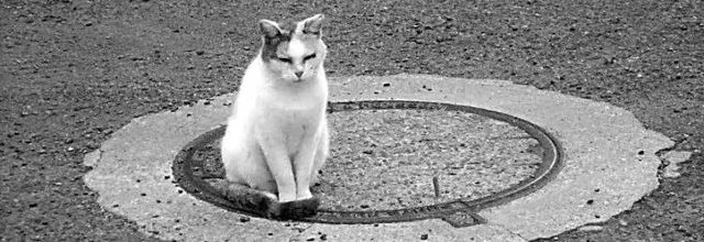 Le chat à côté de la plaque (A & A et Cie n°114)