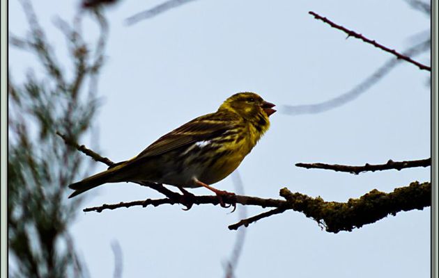 Serin cini, European Serin (Serinus serinus) - La Couarde-sur-Mer - Ile de Ré - 17
