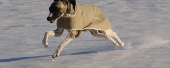 Sprint dans la poudreuse