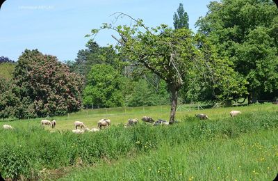 Rambouillet : Mérinos, Mérinos !
