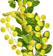 ✿*ﾟYellow flowers