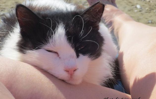 Agir et penser comme un chat (9)