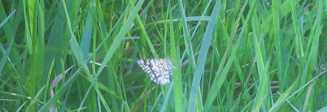 Chiasmia clathrata, le Réseau, la Géomètre à barreaux