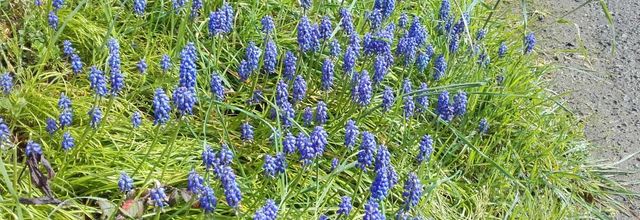  palette  bleue 