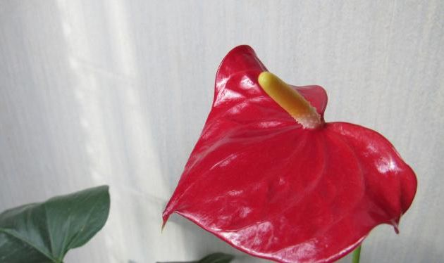 Proverbes réconfortants et citations motivantes (4)