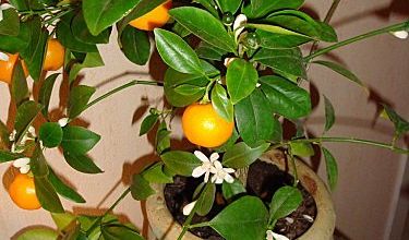 Un mini mandarinier...