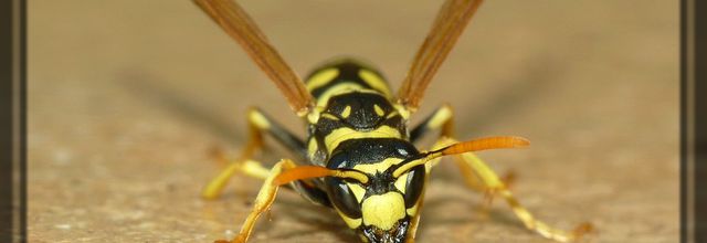 Descente de polistes