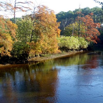 *L'automne au bord du Courant*