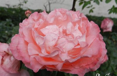 Théodore de Banville, Les Roses, Les Muses, Églé...