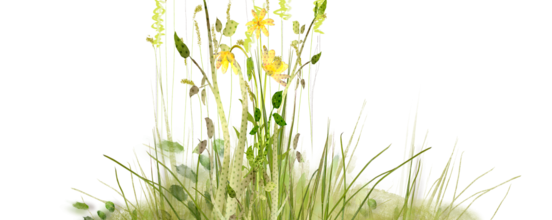ѼVegetation