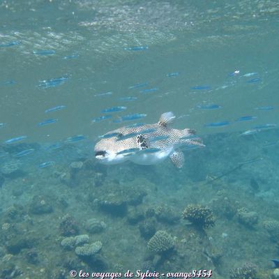 Egypte Makady bay