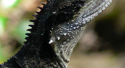 Lezard 3 (En liberte !!!)