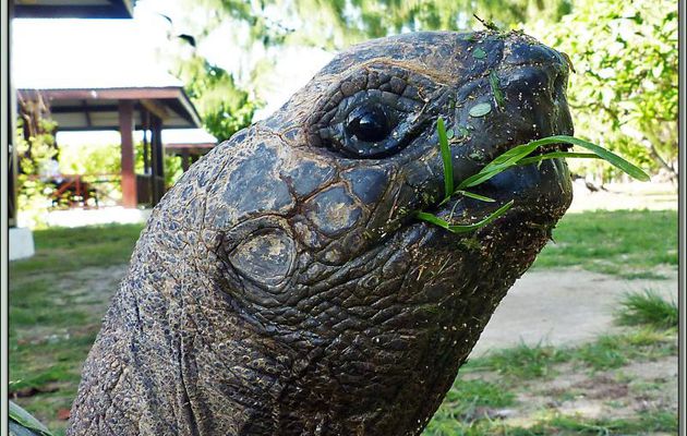 Tortue géante des Seychelles ou tortue éléphantine (Aldabrachelys gigantea) - Bird Island - Seychelles