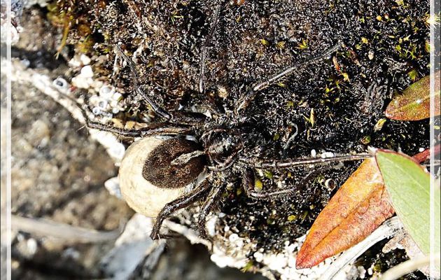 Araignée-loup femelle Lycose alpine, Alpine wolf spider, (Arctosa alpigena) - Dundas Harbour - Devon Island - Nunavut - Canada