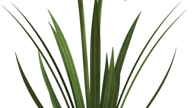 Tube de fleurs "Jonquilles" (render-poser)