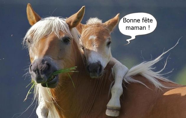 Pendant ce temps, en Belgique....
