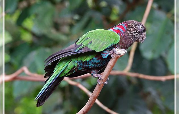 Perroquet Papegeai maillé, Red-fan parrot (Deroptyus accipitrinus) - Parque das Aves - Foz do Iguaçu - Brésil