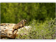 Marmottes des Alpes (Marmota marmota) 