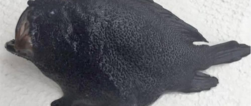 Une drôle de créature noire découverte en Nouvelle-Zélande