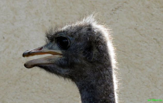 un oiseau qui ... hi hi 