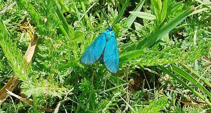 Insecta - Lépidoptéres - Zygaenoidea - Adscita Statices - La Turquoise