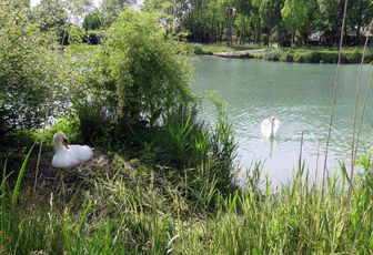 un couple de cygne - défi