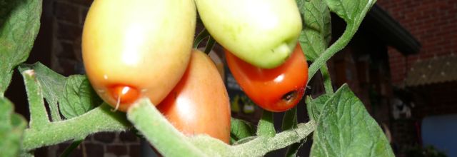 Jardin, balade et Woopy