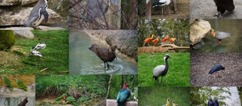 Le bioparc de Doué la Fontaine