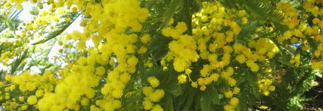   parfum de  fleurs 