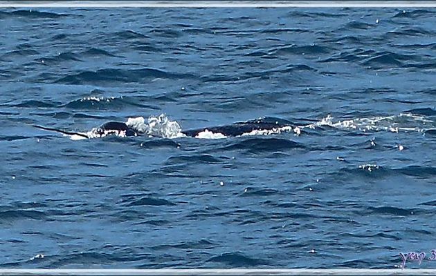 Observation des premiers narvals (vivants ...) - Tremblay Sound - Terre de Baffin - Nunavut - Canada