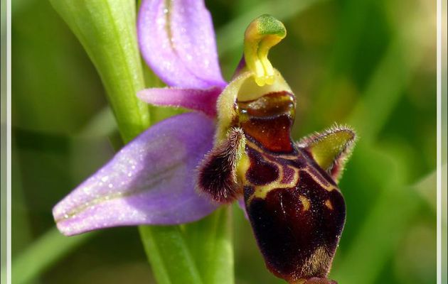 Orchidée Ophrys bécasse (Ophrys scolopax) - Boulogne-sur-Gesse - 31