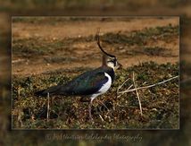 Vanneau huppé - Vanellus vanellus