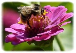 Bombus sylvarum, le bourdon forestier