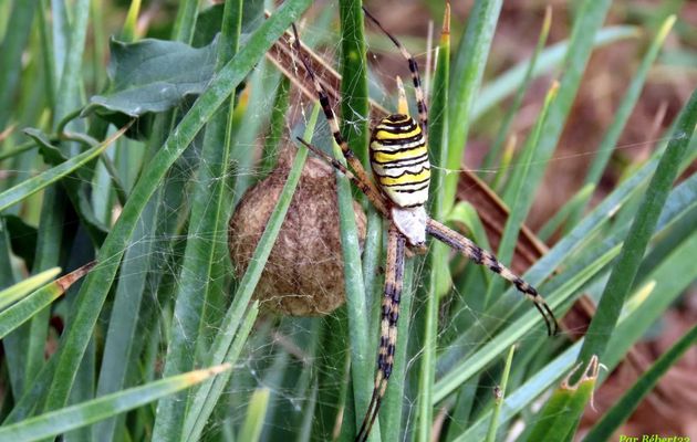dans mon jardin fin septembre