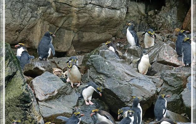 Et les petites merveilles des lieux : les Gorfous dorés, Macaroni Penguin (Eudyptes chrysolophus) - Cooper Bay - Géorgie du Sud