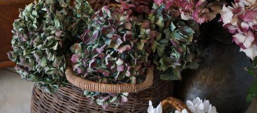 Hortensias, brocs et paniers