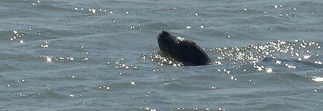 Phoques veaux marins en Baie de somme