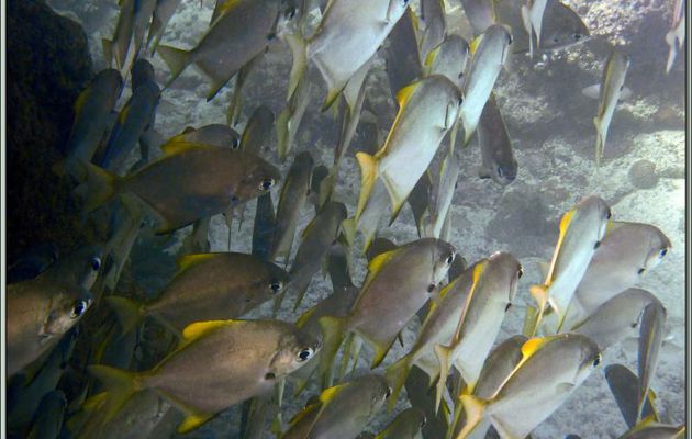 Banc de Monodactyles argentés ou lunes d’argent (Monodactylus argenteus) - Anse Soleil - Mahé - Seychelles