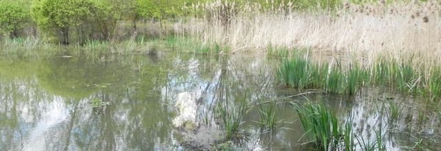 le marais de Lescouroux en reflets