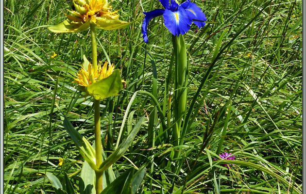 Iris des Pyrénées ou à feuilles larges ou xiphioïde (Iris latifolia) - Vallon d'Esquierry - Oô - 31