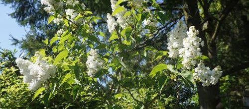 Le temps du lilas