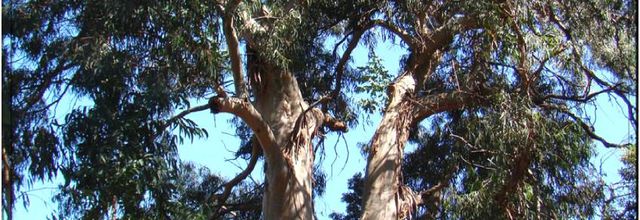 Eucalyptus bleu