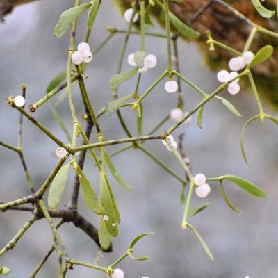 Bonne Année 2026....