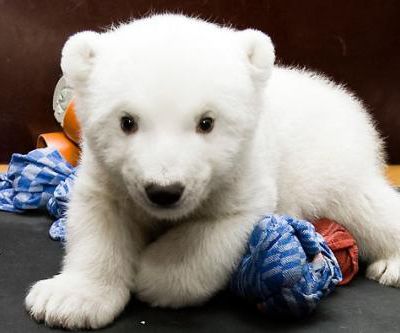 Les bébés ours blanc