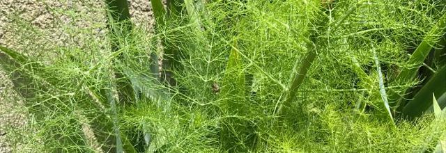 QUE VOUS FAIT PENSEZ CETTE PLANTE ?
